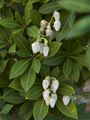 Pieris japonica Fuga-1 Pieris japoński